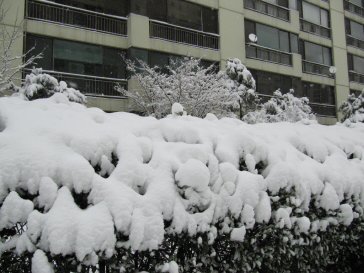 spring_snow_11.jpg